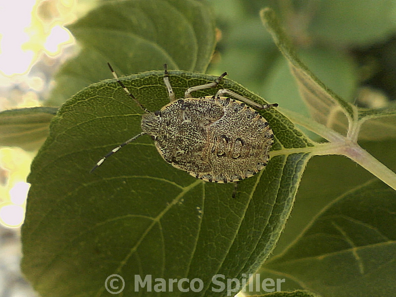 Ninfa di Rhaphigaster nebulosa ?